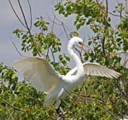  Snowy Egret
