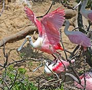 Picture/image of Roseate Spoonbill
