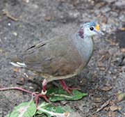 Picture/image of Sulawesi Ground-Dove