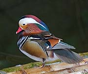 Picture/image of Mandarin Duck