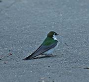 Picture/image of Violet-green Swallow