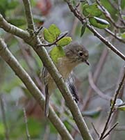 Picture/image of Hutton's Vireo