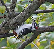 Picture/image of Downy Woodpecker