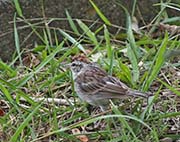 Picture/image of Chipping Sparrow