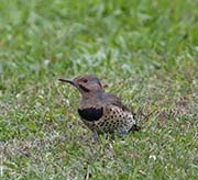 Picture/image of Northern Flicker