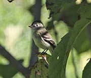 Picture/image of Least Flycatcher
