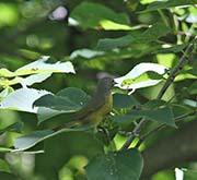 Picture/image of Nashville Warbler