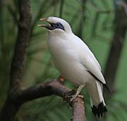 Picture/image of Bali Myna