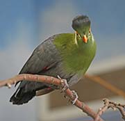 Picture/image of White-cheeked Turaco