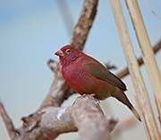 Picture/image of Red-billed Firefinch