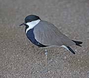 Picture/image of Spur-winged Lapwing