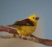 Picture/image of Sudan Golden Sparrow