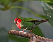 Picture/image of Red-throated Parrotfinch