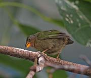 Picture/image of Red-throated Parrotfinch