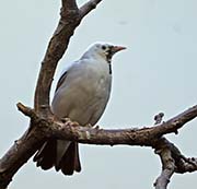 Picture/image of Wattled Starling