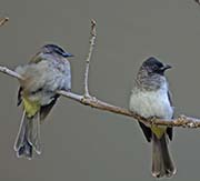 Picture/image of Common Bulbul