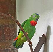 Picture/image of Blue-crowned Hanging Parrot