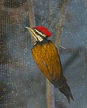 Picture/image of Common Flameback