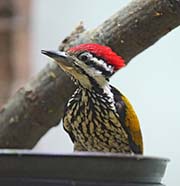 Picture/image of Common Flameback