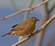 Picture/image of Red-billed Firefinch