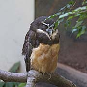 Picture/image of Spectacled Owl
