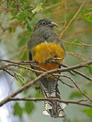 Picture/image of Green-backed Trogon