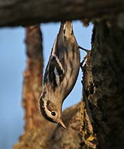 Picture/image of Black-and-white Warbler