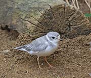 Picture/image of Piping Plover