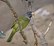 Picture/image of Collared Finchbill