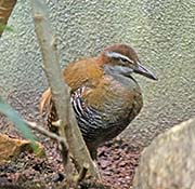 Picture/image of Guam Rail