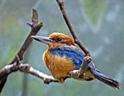 Picture/image of Micronesian Kingfisher