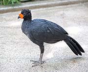 Picture/image of Wattled Curassow