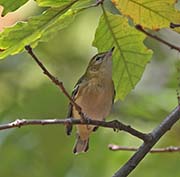 Picture/image of Bay-breasted Warbler