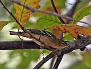 Picture/image of Bay-breasted Warbler