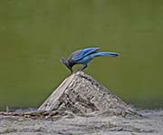 Picture/image of Steller's Jay