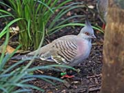 Picture/image of Crested Pigeon