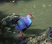 Purple Swamphen