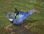 Picture/image of Purple Swamphen
