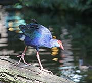 Picture/image of Purple Swamphen