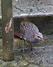 Picture/image of Buff-banded Rail