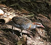 Picture/image of Buff-banded Rail