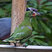 Picture/image of Orange-bellied Fruit-Dove