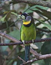 Picture/image of Fire-tufted Barbet