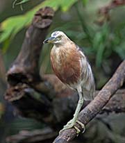 Picture/image of Javan Pond-Heron
