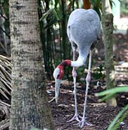 Picture/image of Sarus Crane