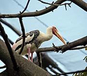 Picture/image of Painted Stork