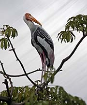  Painted Stork