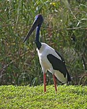  Black-necked Stork