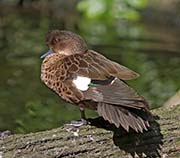 Picture/image of Sunda Teal