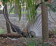 Picture/image of Great Argus